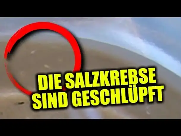 DIE SALZKREBSE SIND GESCHLÜPFT
